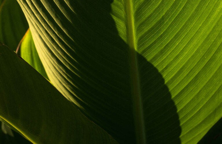 Pre-approved stock imagery of a leaf close-up.